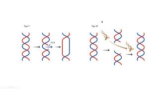 Topoisomerase I II molecular biology mp4 [upl. by Stander]