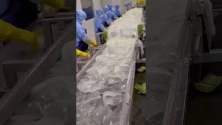 WOW SO THIS IS HOW ALOE VERA GEL IS MADE [upl. by Annocahs]