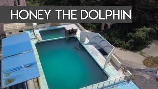 EXCLUSIVE VIDEO Bottlenose dolphin Honey languishes in tank at Inubosaki Marine Park Aquarium [upl. by Reidid]