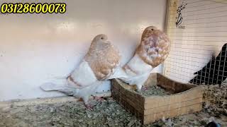 Hashian pouter Pigeon Breeder pier pigeon pigeonhobby pigeonfarming [upl. by Htnamas123]