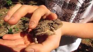 How to pet a horned lizard [upl. by Lanae940]