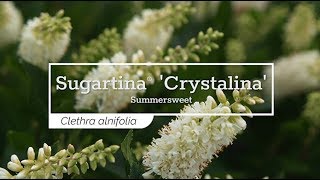 30 Seconds with Sugartina® Crystalina Summersweet [upl. by Rahr]