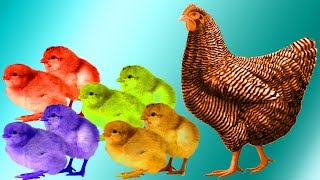 Surprise Eggs Cartoons For Children Learn Colors With Kinder Eggs For Kids Hen And Chicks 3D Rhymes [upl. by Gnoz]