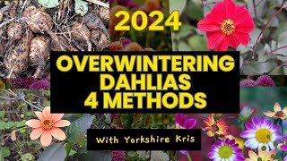 Overwintering Dahlias 4 Methods [upl. by Domel]