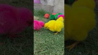 Ayam Lucu Ayam Warna Warni Ayam Rainbow Gokil Kelinci Kucing Lucu Bebek Hewan Lucu [upl. by Booze]