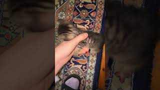 Yer cücesi shortvideo cat kitten shortsvideo kediplus kedisesi catlover kitty kediyavrusu [upl. by Oirasec]