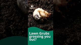 Lawntech top tips for dealing with lawn grubs [upl. by Joey]