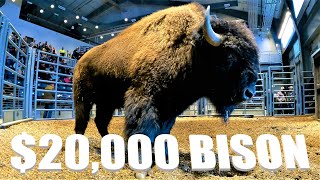 Huge Bison Bulls First Hand Look at a Bison Auction [upl. by Alemrac]