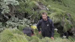 Among the tree daisies – a botanist’s tale Expedition Snares Islands Science Live  Te Papa [upl. by Ring]