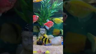 My Tetras Fishes 🐠🐟 subscribe fish love like [upl. by Ahsilahs]