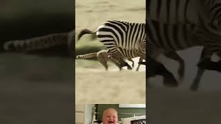 Cheetah Run To Chase A Zebra 😱  Animal Attack Video  shorts youtubeshorts [upl. by Hait]