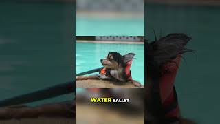 This Dogs Incredible Water Ballet Will Blow Your Mind shortvideo wildlife wildlifeinsights [upl. by Ylram]