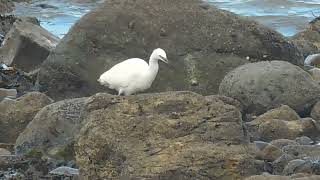 Little Egret [upl. by Enrika]