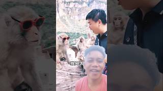 Monkey  Bandar walla video  Bandar vairall sorts funny monkey ytshort [upl. by Kusin]