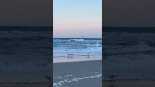 Sandpipers on the run naturelover oceanswaves peaceful [upl. by Azalea]