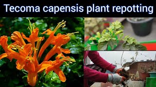 Tecoma capensis plant care amp repotting nature gardening youtube repotting care shashi6928 [upl. by Karame]