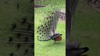 Peacock dance off peacocks [upl. by Bev]