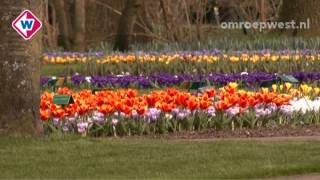 Laatste schoffelwerkzaamheden voor opening Keukenhof [upl. by Enneles83]