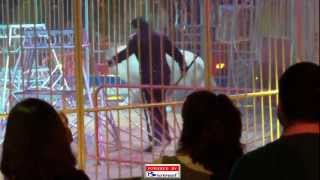 37º Festival du Cirque de Monte Carlo 2013 Circus Lions Show Part3 [upl. by Ahsirkal]