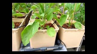 Dutch Pot Hydroponic System [upl. by Wyler]