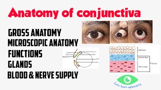 Anatomy of Conjunctiva  Palpebral  Bulbar  Fornix [upl. by Eecal]