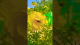 Honey bee on Flower 🌼 Beautiful short video❣️ [upl. by Callum388]