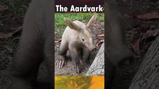 Fun Facts About The Aardvark animal aardvark [upl. by Akinad]