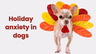 Help your fearful dog cope with holiday stress [upl. by Tod]