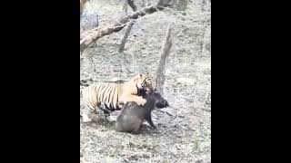 Tiger Catch wilboar in Ranthambore National Park wildlife hunting tiger shorts shortfeed [upl. by Dido]