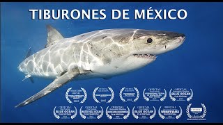 quotTiburones de Mexicoquot El documental completo [upl. by Attikin]