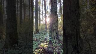 Trippy forest float 🧘🏾‍♀️ ecotherapy nature etherial forest [upl. by Keung]