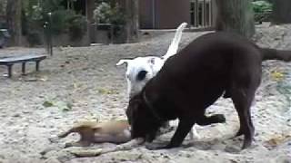 Bull Terrier vs Labrador Friend or Foe [upl. by Rendrag]