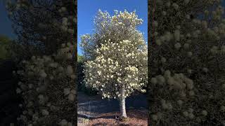 Fothergilla Mount Airy [upl. by Lederer]