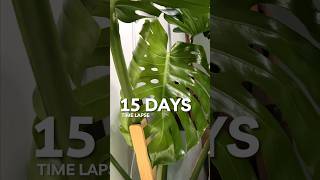 Monstera Deliciosa new leaf unfurls houseplants planttimelapse [upl. by Erdnad66]