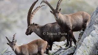 Caccia allo stambecco HD Hunting Alpine Ibex [upl. by Ymmaj864]