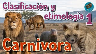 Clasificación y etimología de CARNIVORA parte 1 [upl. by Trescha]