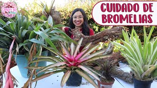 PLANTANDO BROMELIAS EN TRONCOS │Candy Bu [upl. by Omsare156]