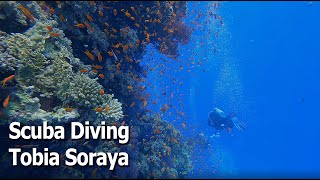 Scuba Diving Tobia Soraya [upl. by Other]