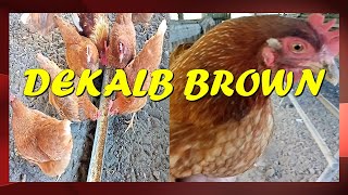 Dekalb Brown I Producing Organic Eggs farming [upl. by Latrena]