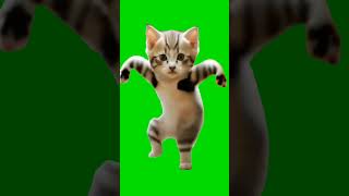 cat 🐈 video from green screen shot funny greenscree free3d automobile [upl. by Nosaes]