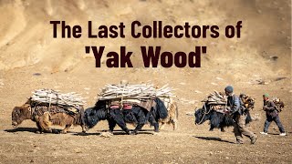 How Yaks Help a Village Stay Warm  The Untold Story of Yak Shing [upl. by Ennyl]