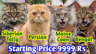 Maine Coon Bengal amp Persian Cat Price in India Cat Market in Kolkata Pet Shop Kolkata [upl. by Roer]