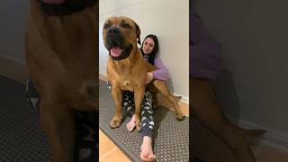 Boerboel’s are Big Lap Dogs shortsfeed boerboel shorts [upl. by Pantin]