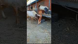 Very 😂 funny 😂 goat 😂 goat funnygoat shortsfeed [upl. by Assyn]