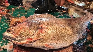 HIGH SPEED Sea Tripletail Coral Fish Cutting Skills  Fish Cutting Skills  Sea Fish Cutting Expert [upl. by Ailis878]