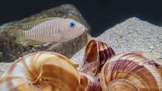 My Honest Review of Shell Dwellers and How They Ruined My Aquascape [upl. by Anerroc]