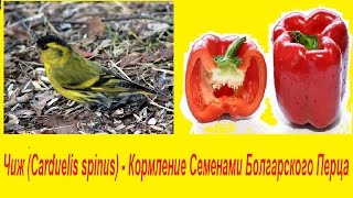 Чиж Carduelis spinus  Кормление Семенами Болгарского Перца [upl. by Nosnor]