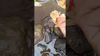 How  SNAKEHEAD FISH  SNAKEHEAD FISH shorts fish channa viralvideo [upl. by Trebleht580]