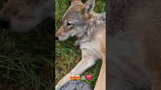 Frøya one of our wolves 😍🐺 youtubecreatorcommunity [upl. by Shaina]