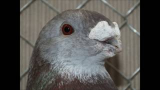 verschiedene Taubenrassen pigeon [upl. by Hallsy]